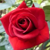 Stromčekové ruže - červený - Rosa Love Knot - mierna vôňa ruží - kyslá aróma