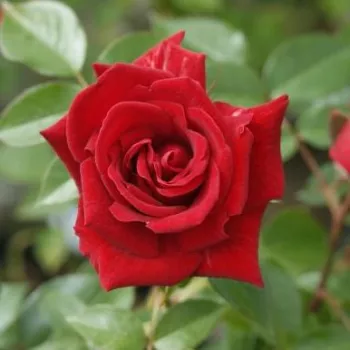 Rosa Love Knot - rojo - árbol de rosas de flores en grupo - rosal de pie alto