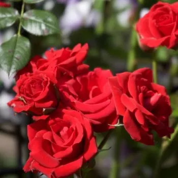 Červená - Stromkové ruže,  kvety kvitnú v skupinkáchstromková ruža s kríkovitou tvarou koruny