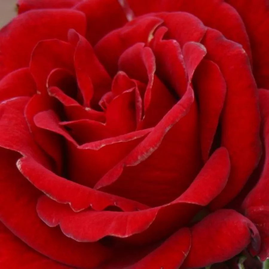 Christopher H. Warner - Ruža - Love Knot - sadnice ruža - proizvodnja i prodaja sadnica