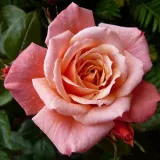 Rózsaszín - climber, futó rózsa - Online rózsa vásárlás - Rosa Nice Day - diszkrét illatú rózsa - pézsma aromájú