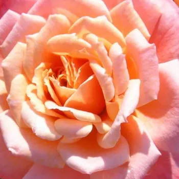 Rózsák webáruháza. - rózsaszín - climber, futó rózsa - Nice Day - diszkrét illatú rózsa - pézsma aromájú - (215-245 cm)