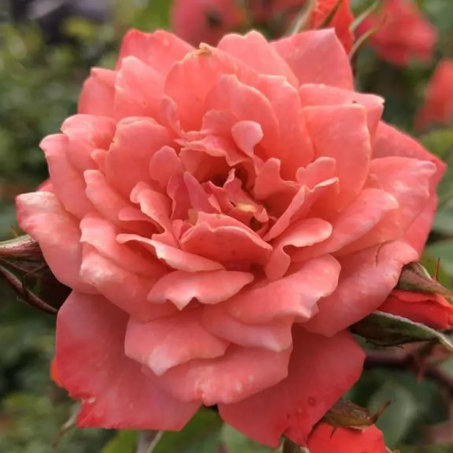 Różowy - Róża - Nice Day - Szkółka Róż Rozaria