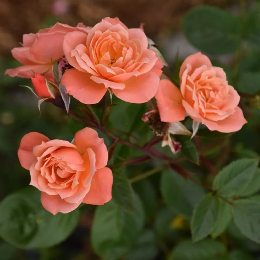Róża z dyskretnym zapachem - Róża - Nice Day - Szkółka Róż Rozaria