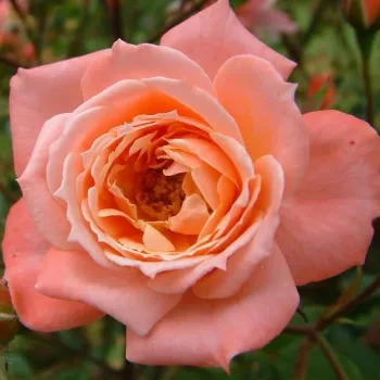 Rosa Nice Day - rózsaszín - magastörzsű rózsa - apróvirágú