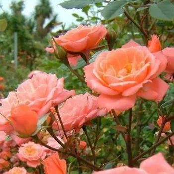 Rózsaszín - lazac, barack - magastörzsű rózsa - apróvirágú