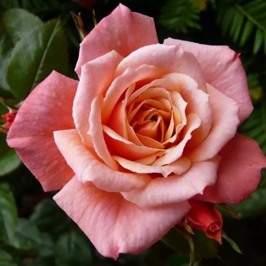 Trandafir cu parfum discret - Trandafiri - Nice Day - comanda trandafiri online