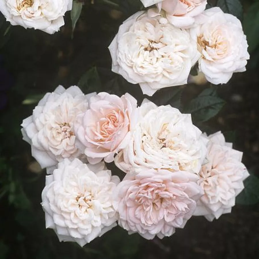 Różowy - Róża - Special Friend - Szkółka Róż Rozaria