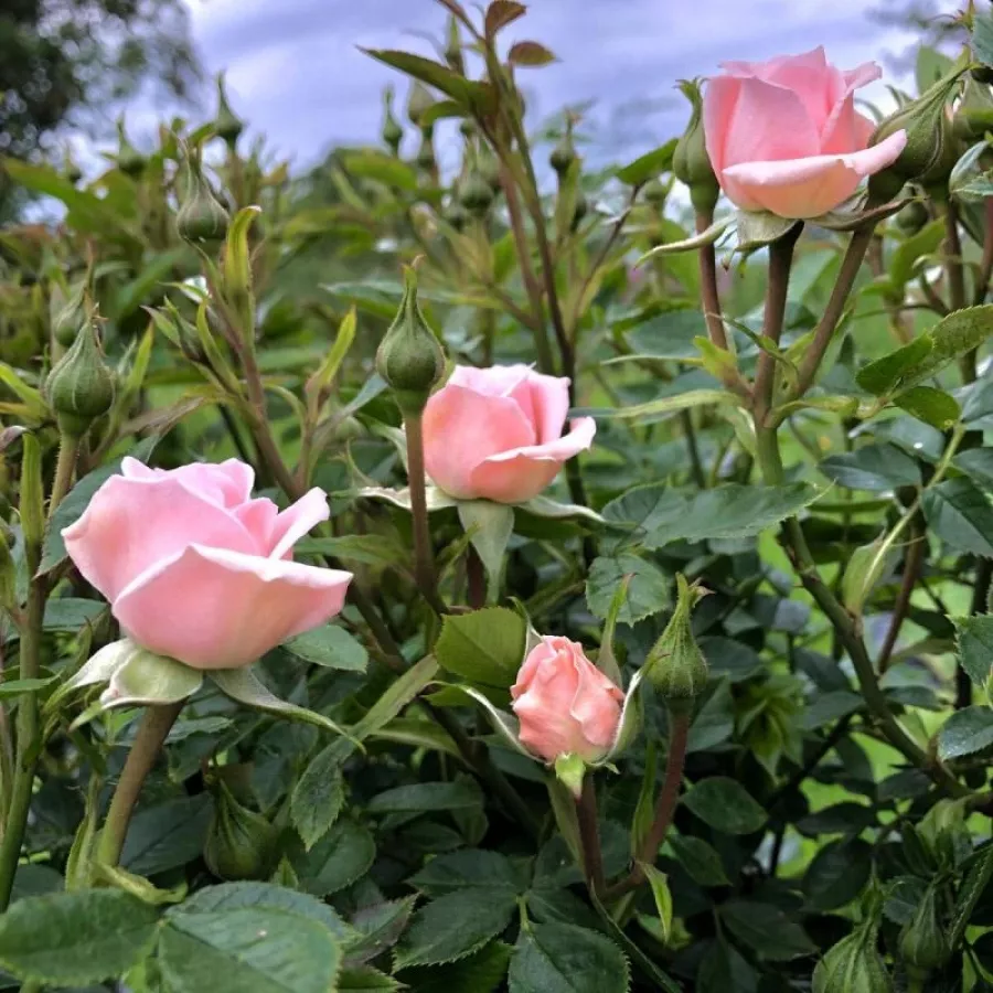 Rosa non profumata - Rosa - Special Friend - Produzione e vendita on line di rose da giardino