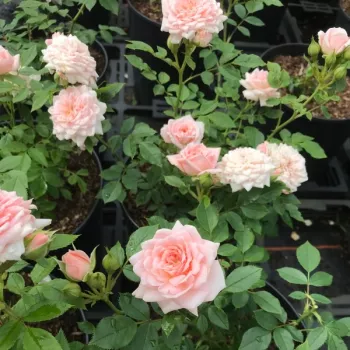 Ružová - trpasličia, mini ruža   (40-80 cm)