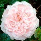 Ružová - stromčekové ruže - Rosa Special Friend - bez vône