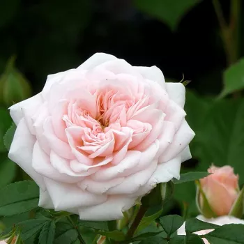 Rosa Special Friend - ružičasta - ruže stablašice -