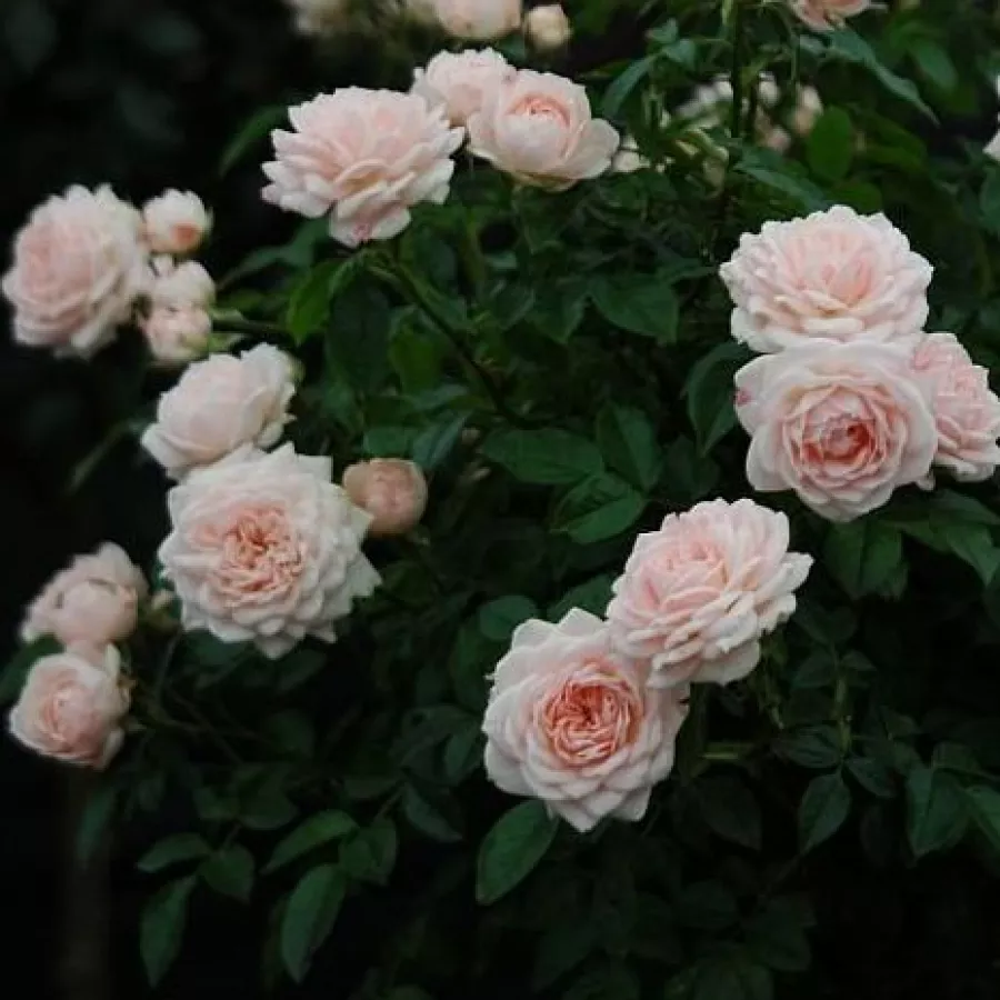 120-150 cm - Rosa - Special Friend - rosal de pie alto