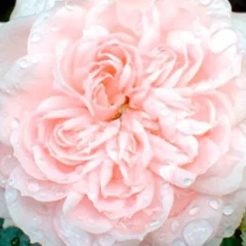 Rosa Special Friend - rosa sin fragancia - Árbol de Rosas Miniatura - rosal de pie alto - rosa - Gordon Kirkham - forma de corona compacta - Rosal de árbol con flores pequeñas que florecen abundantemente.