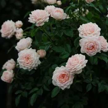 Gaiši rozā  - pundurrozes-miniatūrrozes    (40-80 cm)
