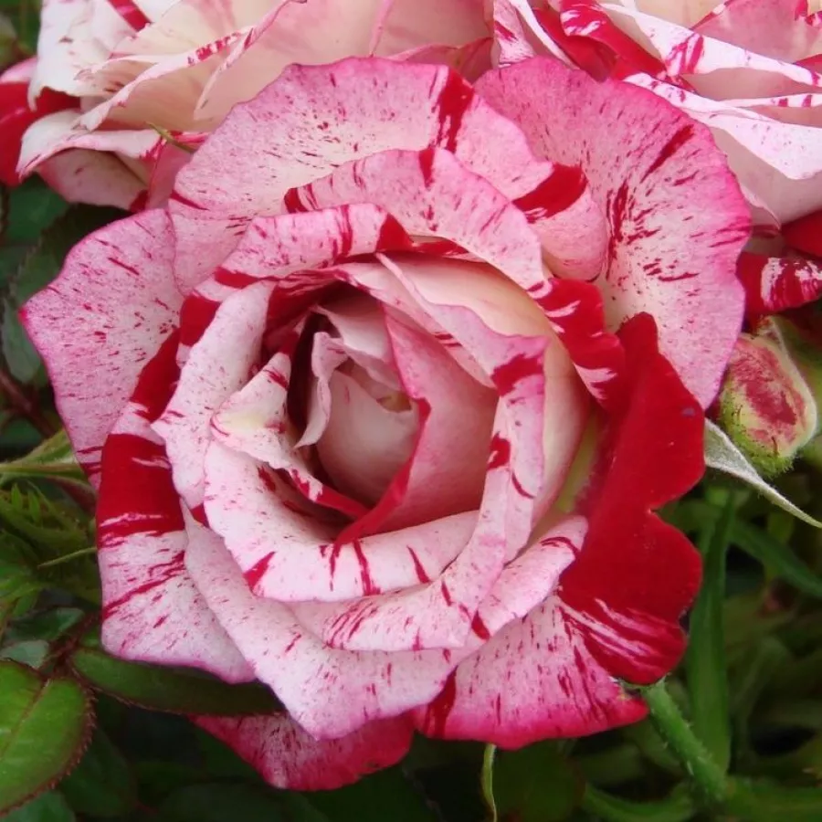 Crveno bijela - Ruža - Strawberry Fayre - naručivanje i isporuka ruža