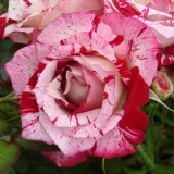 Rdeče-bela - pritlikava - miniaturna vrtnica - diskreten vonj vrtnice - aroma vijolice - Rosa Strawberry Fayre - vrtnice - proizvodnja in spletna prodaja sadik