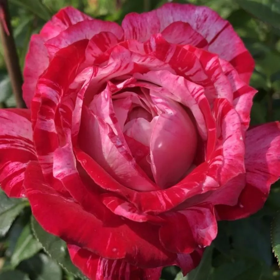 Pritlikava - miniaturna vrtnica - Roza - Strawberry Fayre - vrtnice online