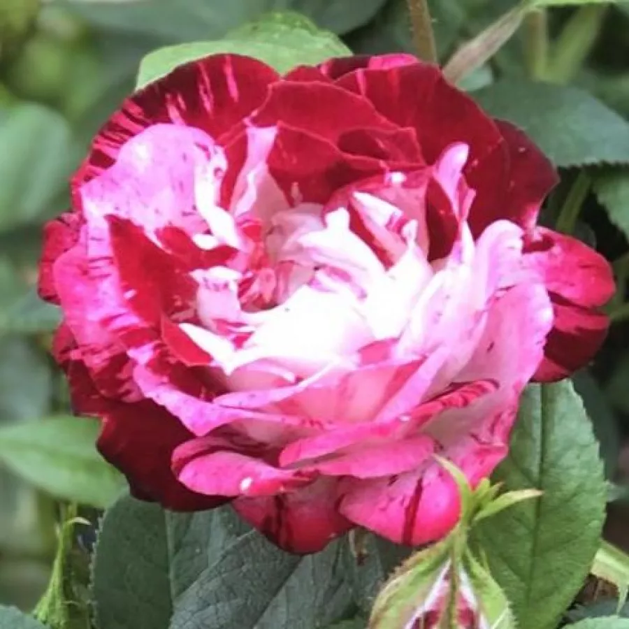 Piros - fehér - Rózsa - Strawberry Fayre - online rózsa vásárlás
