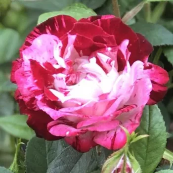 Rosa Strawberry Fayre - rdeče-bela - pritlikava - miniaturna vrtnica