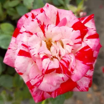 Rot - weiß gestreift - zwerg - minirose - rose mit diskretem duft - violett-aroma