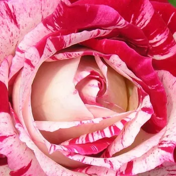 Web trgovina ruža - crveno bijela - patuljasta - mini ruža - ruža diskretnog mirisa - aroma ljubičice - Strawberry Fayre - (40-50 cm)