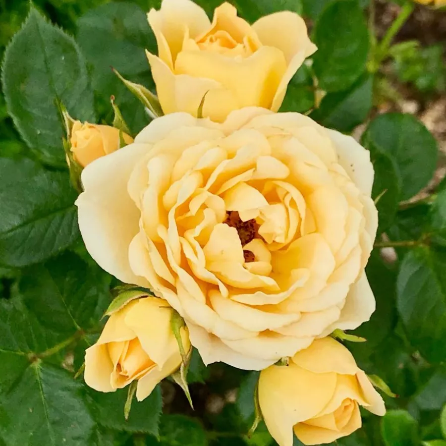 Róża o dyskretnym zapachu - Róża - Sweet Memories - sadzonki róż sklep internetowy - online