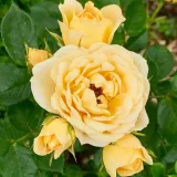 Sárga - Rosa Sweet Memories - törpe - mini rózsa - online rózsa vásárlás - diszkrét illatú rózsa - orgona aromájú