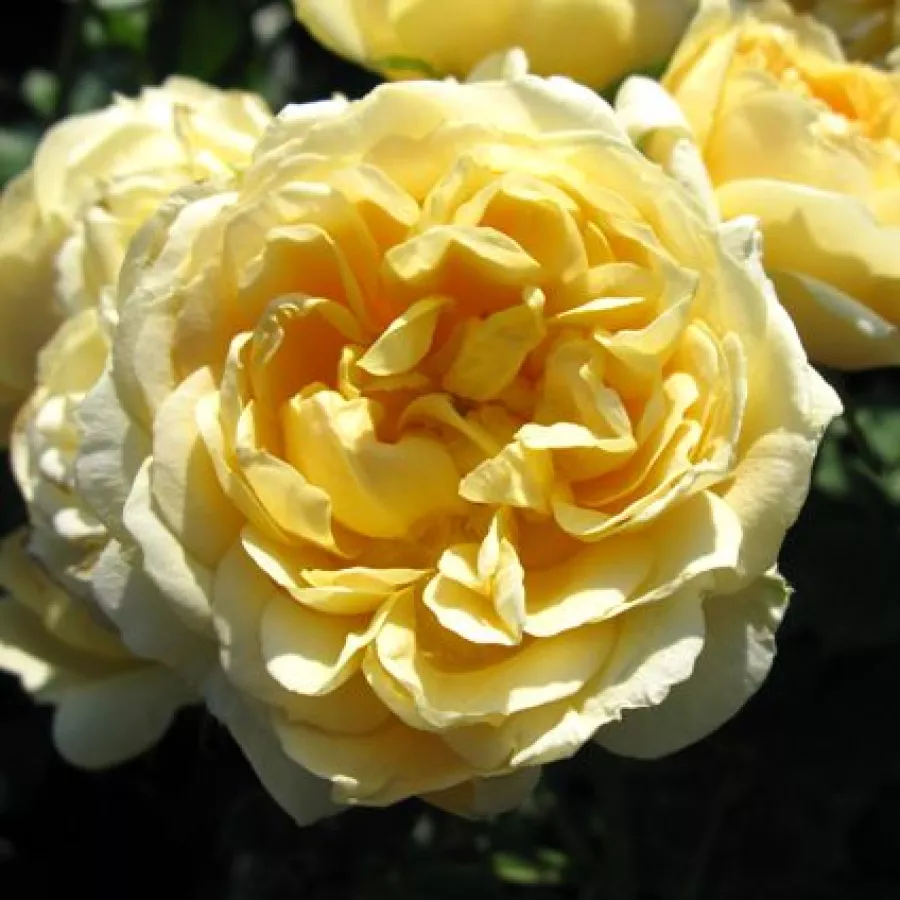 Karłowa - róża miniaturowa - Róża - Sweet Memories - sadzonki róż sklep internetowy - online