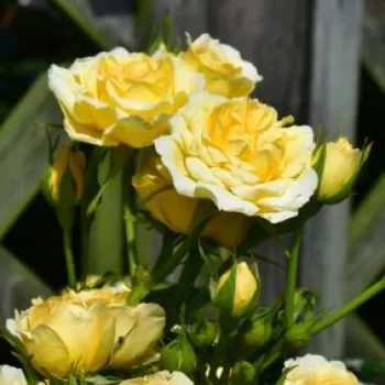 Rosa Sweet Memories - sárga - törpe - mini rózsa