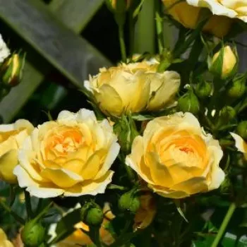 Zitronengelb - zwerg - minirose - rose mit diskretem duft - fliederaroma