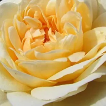 Web trgovina ruža - patuljasta - mini ruža - ruža diskretnog mirisa - aroma jorgovana - Sweet Memories - žuta - (30-60 cm)