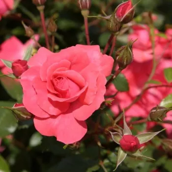 BAD BIRNBACH ® – rózsaszín virágágyi floribunda rózsa - Kordes