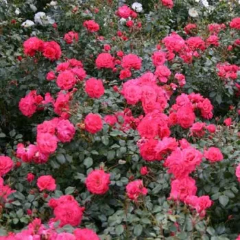 Középtelített, meleg tónusú lazacrózsaszín szirmok. - virágágyi floribunda rózsa - nagyon gyenge, alig érezhető illatú rózsa - illatjellemzés nem áll rendelkezésre