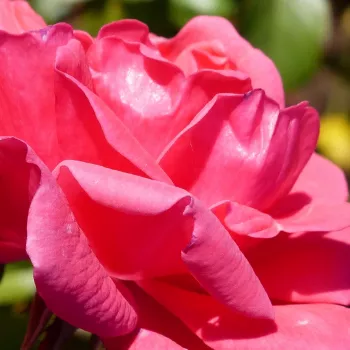 Online rózsa kertészet - rózsaszín - nagyon gyenge, alig érezhető illatú rózsa - Bad Birnbach ® - virágágyi floribunda rózsa - (40-60 cm)