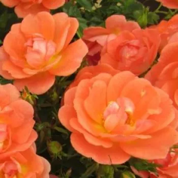 Rózsa kertészet - narancssárga - talajtakaró rózsa - Tango Showground - diszkrét illatú rózsa - ánizs aromájú - (60-70 cm)