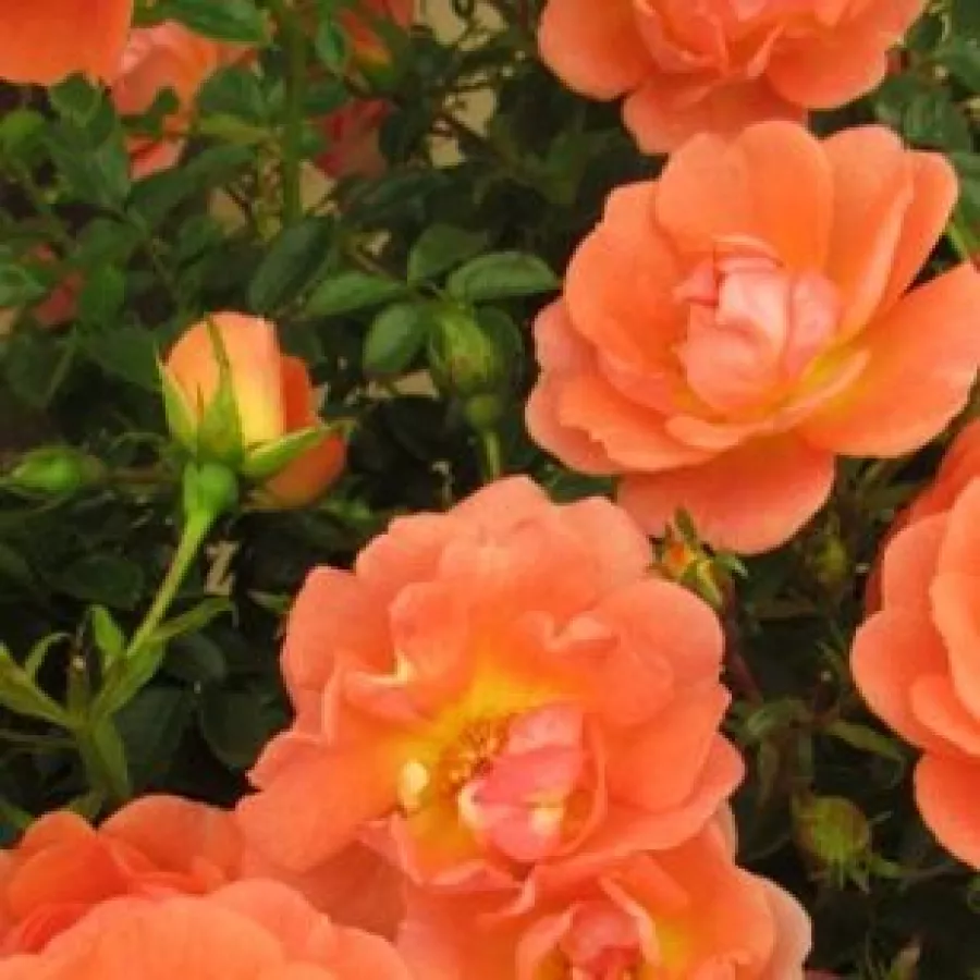 Arancia - Rosa - Tango Showground - Produzione e vendita on line di rose da giardino
