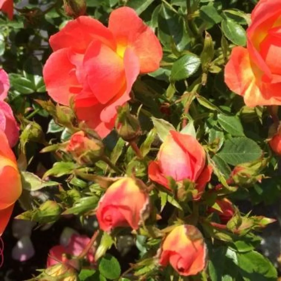 Diszkrét illatú rózsa - Rózsa - Tango Showground - Online rózsa rendelés