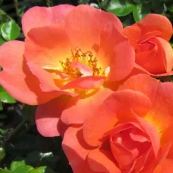 Narancssárga - talajtakaró rózsa - diszkrét illatú rózsa - ánizs aromájú