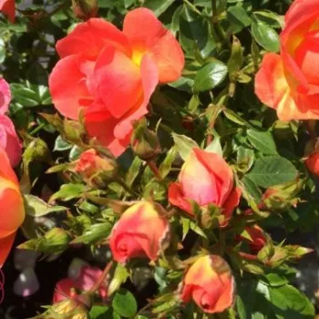 Rosa Tango Showground - narancssárga - magastörzsű rózsa - apróvirágú