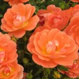 Stromčekové ruže - oranžový - Rosa Tango Showground - mierna vôňa ruží - aróma