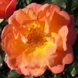 Rózsaszín - törpe - mini rózsa - Online rózsa vásárlás - Rosa Thank You - diszkrét illatú rózsa - mangó aromájú