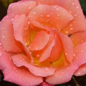 Online rózsa vásárlás - rózsaszín - törpe - mini rózsa - Thank You - diszkrét illatú rózsa - mangó aromájú - (40-50 cm)