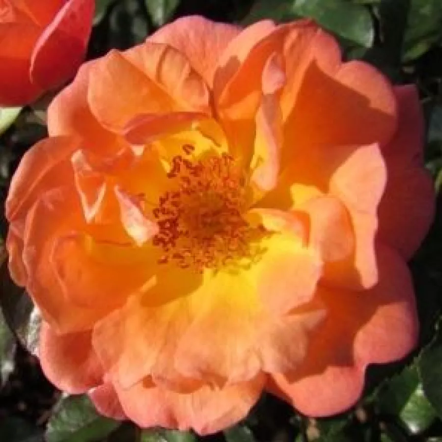 Róże miniaturowe - Róża - Thank You - Szkółka Róż Rozaria