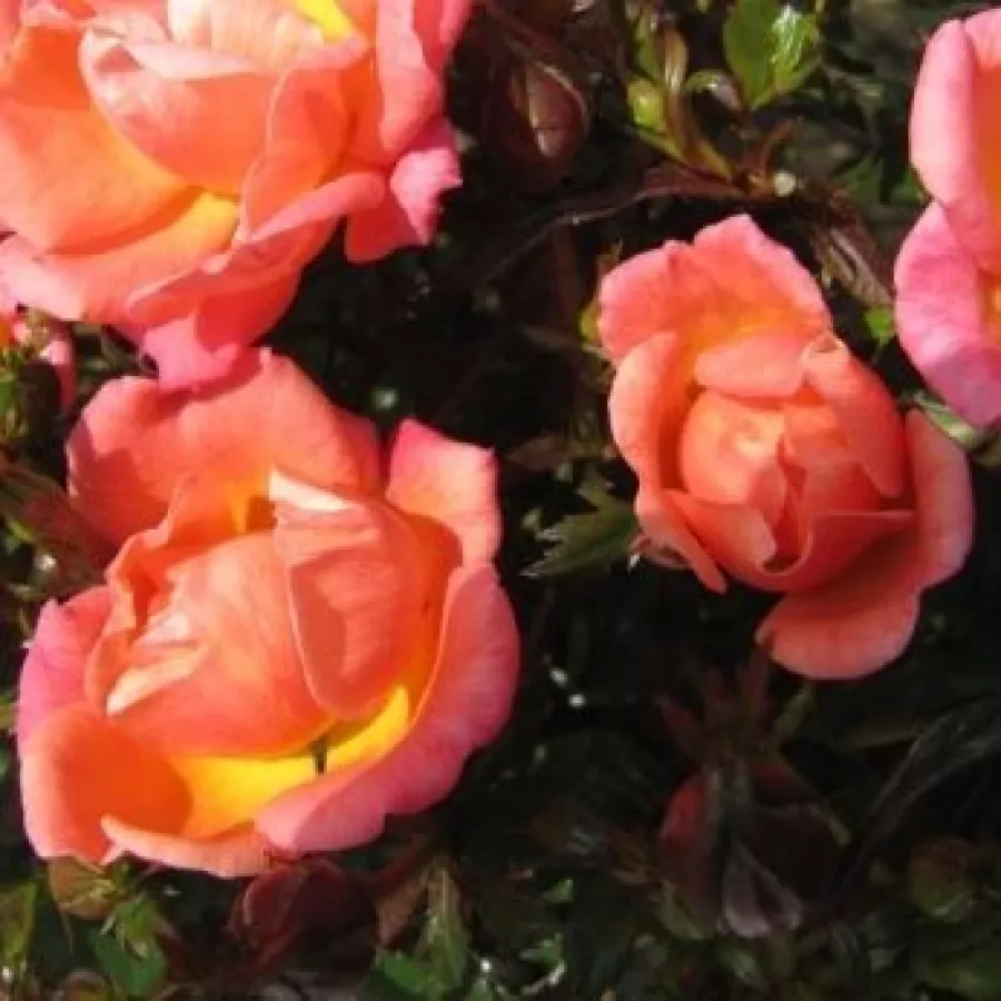 Trandafiri pomisor - Trandafir copac cu trunchi înalt – cu flori mărunți - Trandafiri - Thank You - 