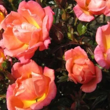 Rózsaszín - apróvirágú - magastörzsű rózsafa - diszkrét illatú rózsa - mangó aromájú