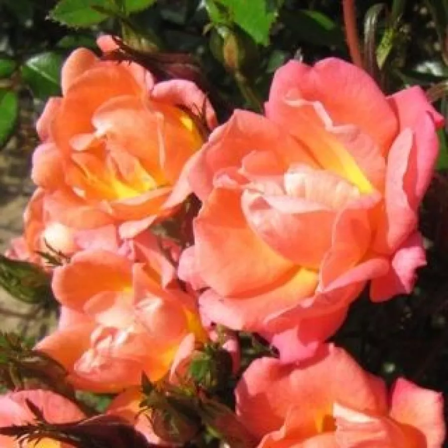 Trandafiri miniaturi / pitici - Trandafiri - Thank You - comanda trandafiri online