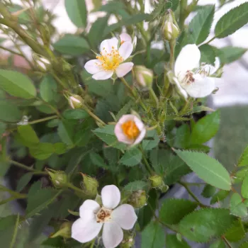BABSZEM JANKÓ – fehér törpe mini rózsa - Győry