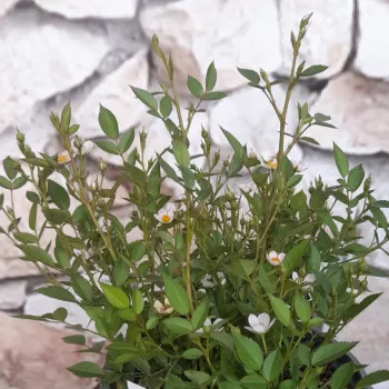Tiszta fehér alapszín finom elefántcsont -árnyalattal. - törpe - mini rózsa - nagyon gyenge, alig érezhető illatú rózsa - friss, málnás aromájú