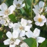 Törpe - mini rózsa - nem illatos rózsa - kertészeti webáruház - Rosa Babszem Jankó - fehér